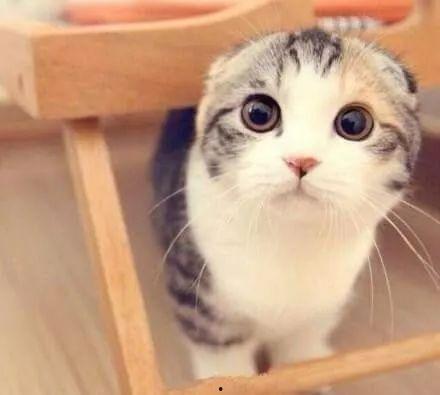 娛樂(lè)吃瓜君折耳貓視頻,萌態(tài)百出，笑料連連