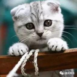 娛樂(lè)吃瓜君折耳貓視頻,萌態(tài)百出，笑料連連