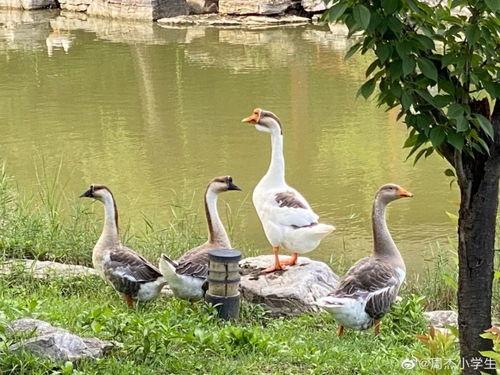 愛(ài)豆吃瓜娛樂(lè)白鷺,白鷺帶你揭秘娛樂(lè)圈幕后故事