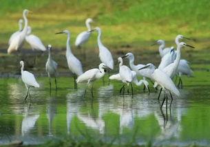 愛(ài)豆吃瓜娛樂(lè)白鷺,白鷺帶你揭秘娛樂(lè)圈幕后故事