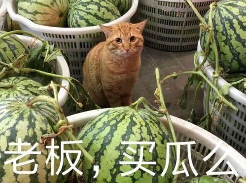 浮云娛樂(lè)吃瓜,揭秘娛樂(lè)圈最新吃瓜事件