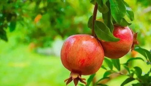 娛樂吃瓜醬買石榴,石榴盛宴，甜蜜來襲！