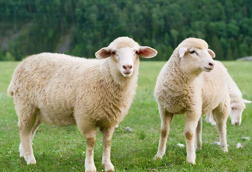 吃瓜娛樂(lè)醬羊羊,吃瓜娛樂(lè)界的甜蜜小能手