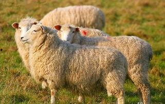 吃瓜娛樂(lè)醬羊羊,吃瓜娛樂(lè)界的甜蜜小能手