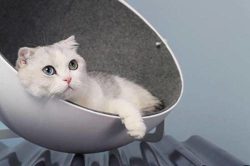 娛樂(lè)吃瓜醬改造貓窩,萌寵新居，趣味升級(jí)！