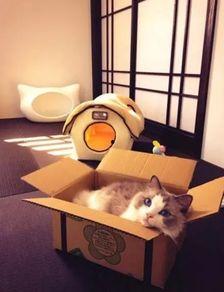 娛樂(lè)吃瓜醬改造貓窩,萌寵新居，趣味升級(jí)！