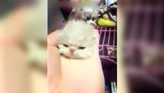 呆妹娛樂吃瓜視頻大全免費觀看,免費暢享吃瓜盛宴，笑料橫生視頻大全