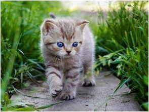 娛樂(lè)吃瓜醬貓尾巴,揭秘娛樂(lè)圈那些不為人知的幕后故事