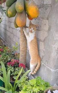 娛樂吃瓜醬橘貓,娛樂界的“喵星人”