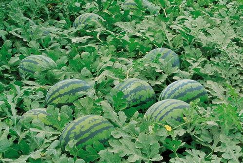 娛樂吃瓜場(chǎng)地圖片高清,一場(chǎng)視覺盛宴的幕后揭秘