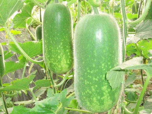 娛樂吃瓜場(chǎng)地圖片高清,一場(chǎng)視覺盛宴的幕后揭秘