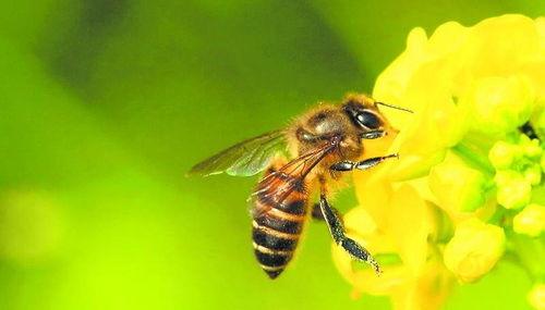 蜜蜂吃瓜娛樂,揭秘甜蜜背后的趣味世界