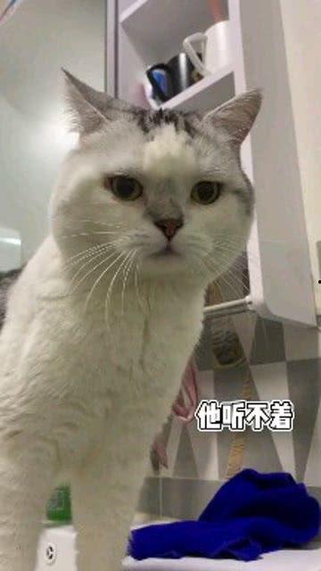 娛樂吃瓜醬男朋友不如貓,揭秘娛樂圈中的“喵星人”魅力