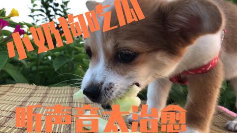 娛樂吃瓜醬送小狗視頻下載,萌寵來襲，溫馨瞬間盡收眼底