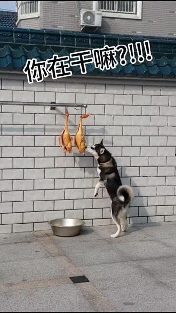 娛樂吃瓜醬送小狗視頻下載,萌寵來襲，溫馨瞬間盡收眼底