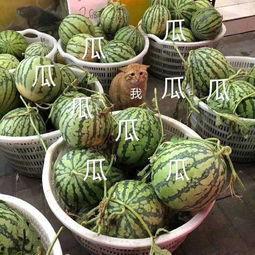 娛樂吃瓜菌火,揭秘娛樂圈幕后風(fēng)云