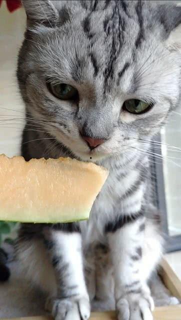 娛樂圈吃瓜貓是誰,揭秘娛樂圈幕后真相的神秘人物