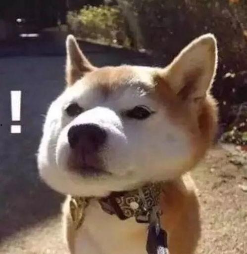 傻狗的日常娛樂吃瓜君,吃瓜君帶你領(lǐng)略娛樂圈的歡樂瞬間