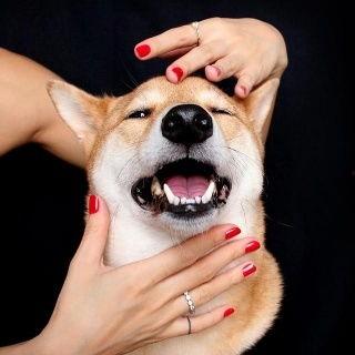 傻狗的日常娛樂吃瓜君,吃瓜君帶你領(lǐng)略娛樂圈的歡樂瞬間