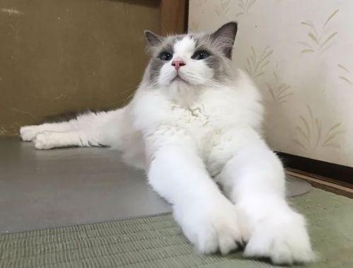 娛樂吃瓜醬旅館貓咪,揭秘娛樂吃瓜醬旅館的喵星人生活