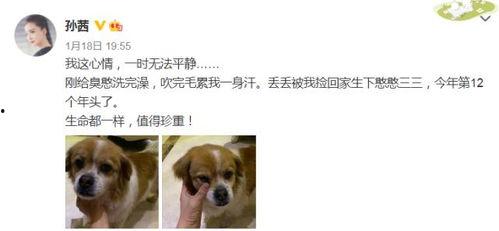 娛樂圈吃瓜小狗小說免費閱讀,吃瓜小狗的甜蜜復(fù)仇之旅