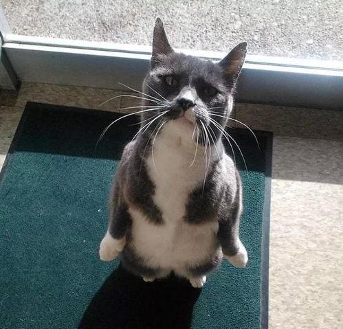 娛樂圈吃瓜貓,揭秘吃瓜貓背后的娛樂真相