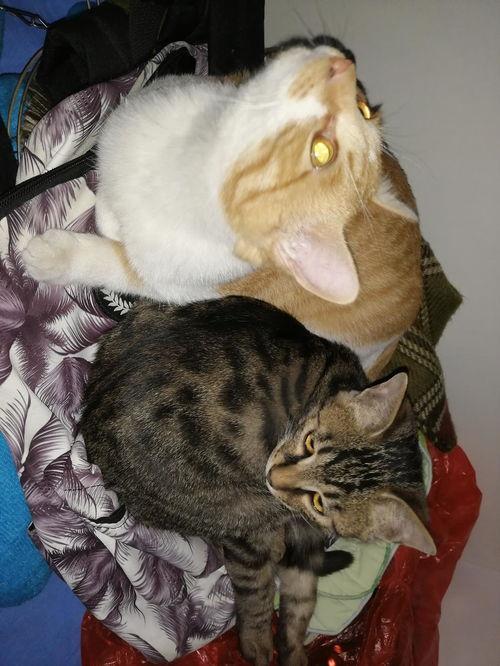 娛樂圈吃瓜貓,揭秘吃瓜貓背后的娛樂真相