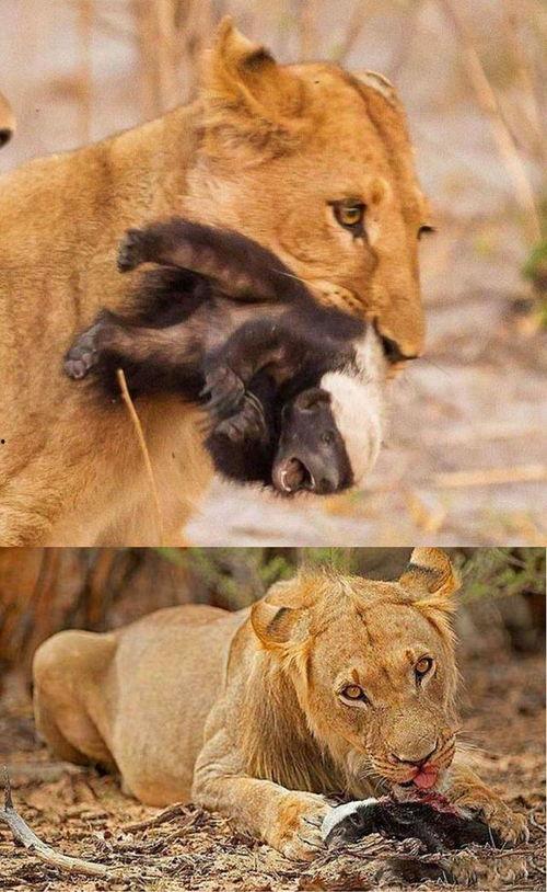 娛樂吃瓜醬動物