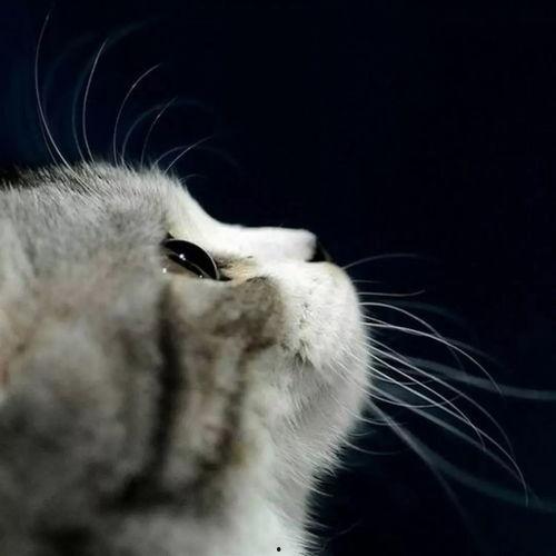 娛樂吃瓜貓捉鳥是真的嗎,娛樂吃瓜貓捉鳥事件，真相究竟如何？