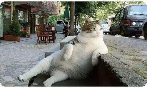 娛樂吃瓜貓捉鳥是真的嗎,娛樂吃瓜貓捉鳥事件，真相究竟如何？