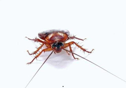 娛樂(lè)吃瓜醬蟑螂咬人,蟑螂咬人事件背后的驚人真相