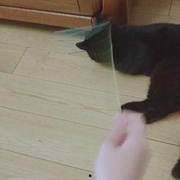 娛樂(lè)吃瓜醬貓咪視頻,萌態(tài)十足，網(wǎng)友直呼“太可愛(ài)了！”