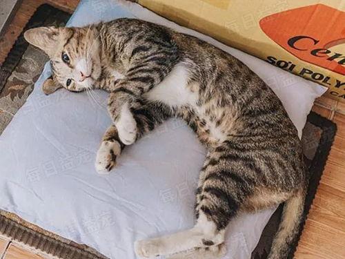 娛樂(lè)吃瓜醬貓咪視頻,萌態(tài)十足，網(wǎng)友直呼“太可愛(ài)了！”