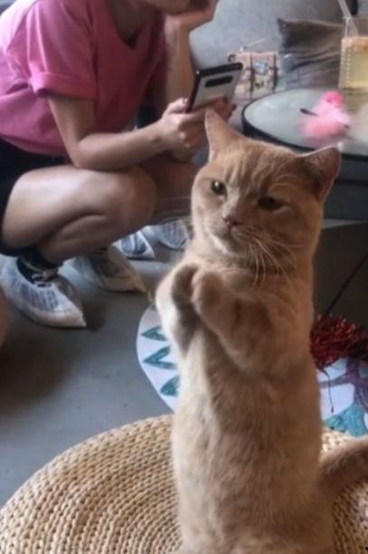 娛樂(lè)吃瓜醬貓咪視頻,萌態(tài)十足，網(wǎng)友直呼“太可愛(ài)了！”