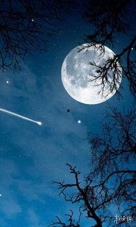 月亮吃瓜娛樂說,揭秘娛樂圈幕后故事