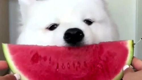 娛樂吃瓜醬薩摩耶,揭秘娛樂圈那些不為人知的幕后故事