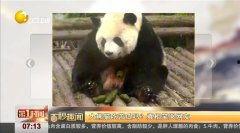 娛樂吃瓜熊貓視頻