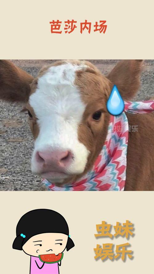 娛樂(lè)吃瓜醬埋狗,揭秘娛樂(lè)圈背后的“埋狗”真相